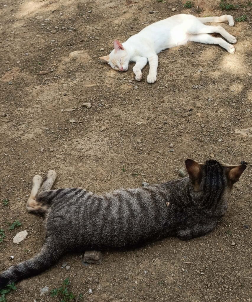 Cats resting outside as part of everyday province life