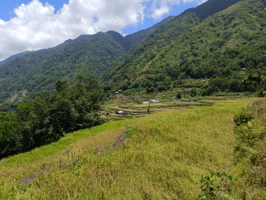 Rice fields showing locally produced food in a Philippine provincial community