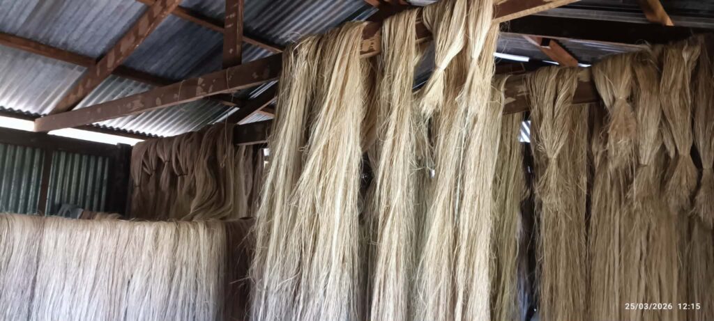 Abaca fibers being processed for livelihood in a provincial community in the Philippines